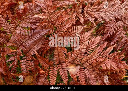 Close up of red fern leaves in autumn, background image. Stock Photo