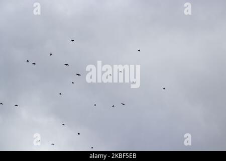 In cloudy weather, crows fly in the sky Stock Photo