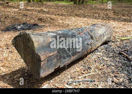 lies in the forest charred tree on the leaves fallen Stock Photo