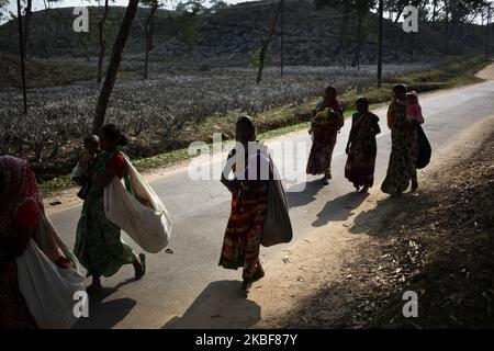 Women return home after working at a tea garden in Sreemangal, Bangladesh on 24 January 2020. (Photo by Syed Mahamudur Rahman/NurPhoto) Stock Photo