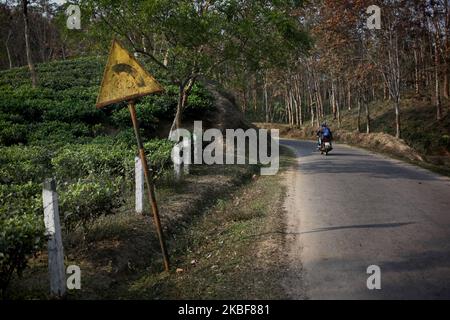 A man ride on a bike at a street of a tea garden at Sreemangal, Bangladesh on 24 January 2020. (Photo by Syed Mahamudur Rahman/NurPhoto) Stock Photo