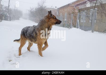 German active dog in the snow in winter during a severe storm Stock Photo