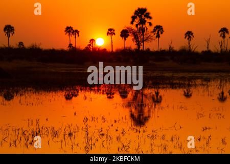 Iconic striking orange African sunset with silhouetted palm trees Stock Photo