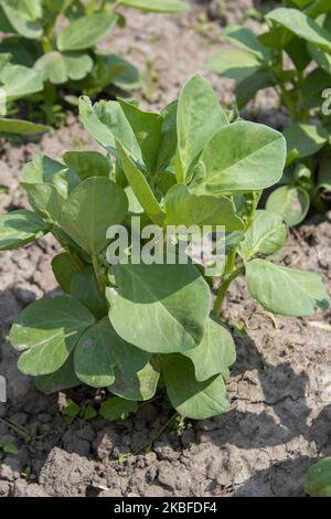 grows in spring a young green plant broad bean Stock Photo