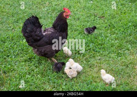 On the grass chicken with small chickens in the summer Stock Photo