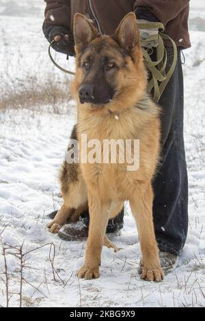 German Shepherd Dog against snow background. This is longhair variety of German Shepherd Dog. Stock Photo