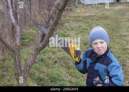in the spring the boy with a saw cuts off tree branches Stock Photo