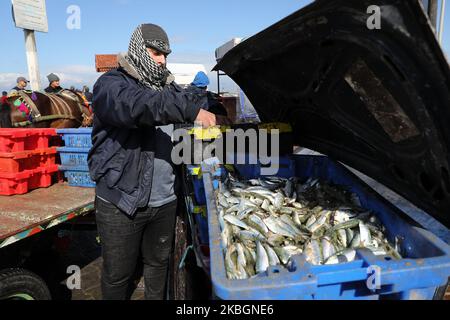 Palestinian fishermen unload their catch after a night fishing trip, in the Gaza Seaport during cold weather in Gaza City, on February 10, 2020. Gaza City is located on the shores of the Mediterranean Sea and most Gazans work in the fishing industry because of the abundance of fish at its shores. (Photo by Majdi Fathi/NurPhoto) Stock Photo