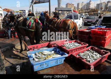 Palestinian fishermen unload their catch after a night fishing trip, in the Gaza Seaport during cold weather in Gaza City, on February 10, 2020. Gaza City is located on the shores of the Mediterranean Sea and most Gazans work in the fishing industry because of the abundance of fish at its shores. (Photo by Majdi Fathi/NurPhoto) Stock Photo