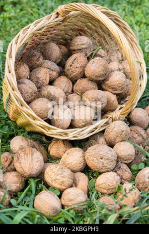 walnuts lying in a basket on the grass autumn Stock Photo