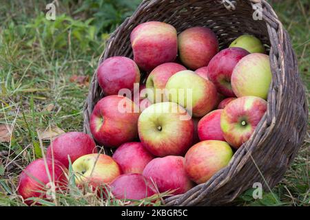Tasty, ripe apples scattered on the grass. Apples in the basket Stock Photo