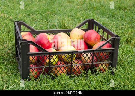 photo of freshly picked red apples in box on grass in sunshine light. Stock Photo