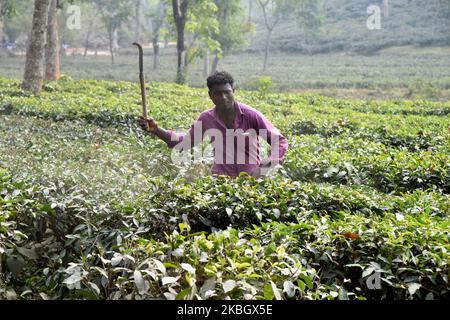 Bangladeshi man working in a tea garden in Sylhet, Bangladesh, on February 11, 2020. Tea Plucking is a specialized skill. Two leaves and a bud need to be plucked in order to get the best taste and profitability. The calculation of daily wage is 75tk(1$) for plucking at least 22-23 kg leaves per day for a worker. The area of Sylhet has over 150 gardens including three of the largest tea gardens in the world both in area and production. Nearly 300,000 workers are employed on the tea estates of which over 75% are women but they are passing their lives as a slave. (Photo by Mamunur Rashid/NurPhoto Stock Photo