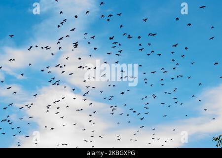 On a blue sky in the fall a crow of crows flew Stock Photo