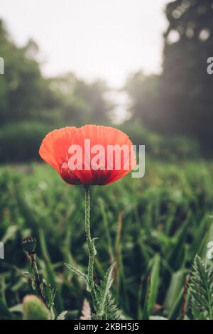 Red, single poppy flower against green, nature background. Blurry light. Stock Photo