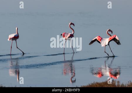 Flamingos as seen in Kalochori lagoon near Thessaloniki in the Axios Delta National Park. The migration birds stay for a stop in Greece during their travel at the wetlands. February 17, 2020 (Photo by Nicolas Economou/NurPhoto) Stock Photo