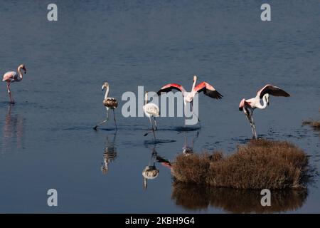 Flamingos as seen in Kalochori lagoon near Thessaloniki in the Axios Delta National Park. The migration birds stay for a stop in Greece during their travel at the wetlands. February 17, 2020 (Photo by Nicolas Economou/NurPhoto) Stock Photo