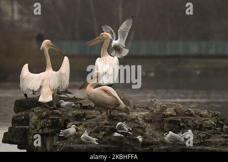 The famous pelicans of St. James Park in Central London near Buckingham ...