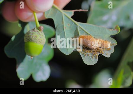 Young caterpillars of Brown Tailed Moth Euproctis chrysorrhoea on leaf hatching from an egg deposit. Stock Photo