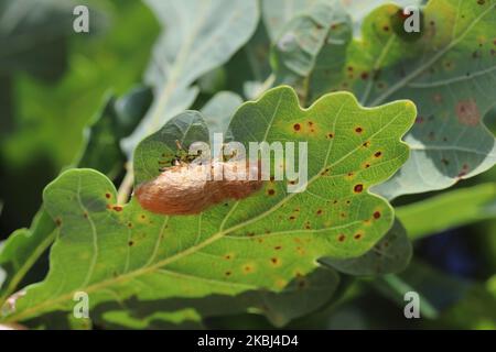 Young caterpillars of Brown Tailed Moth Euproctis chrysorrhoea on leaf hatching from an egg deposit. Stock Photo