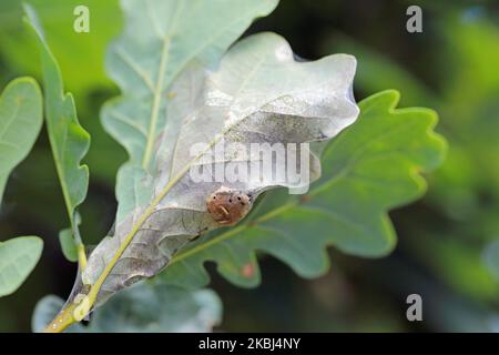 A nest or web of young Brown Tailed Moth caterpillars Euproctis chrysorrhoea on leaf. Stock Photo