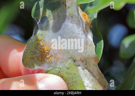 A nest or web of young Brown Tailed Moth caterpillars Euproctis chrysorrhoea on leaf. Stock Photo