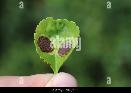 Leaf of quince with mines of Pear-leaf Blister Moth or Leucoptera malifoliella. Stock Photo