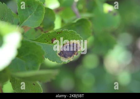 Leaf of quince with mines of Pear-leaf Blister Moth or Leucoptera malifoliella. Stock Photo