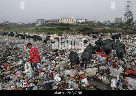 A child collects resell able belongings to sell from the trash while pigs are roaming around in a dumping ground outskirt of Dhaka, Bangladesh on March 7, 2020 (Photo by Mushfiqul Alam/NurPhoto) Stock Photo