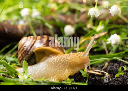 Helix pomatia large grape snail leisurely crawls on the grass among the white flowers Stock Photo