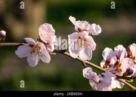 Peachtree orchards with blooming branches in the plain of Veria, Central Macedonia Greece, in springtime. The white, pink and purple petals of the blossoms of peach trees branches in the fields of Imathia region are a symbol of nature, spring and the area. Snow-covered Mount Olympus is in the background. March 13, 2020 (Photo by Nicolas Economou/NurPhoto) Stock Photo