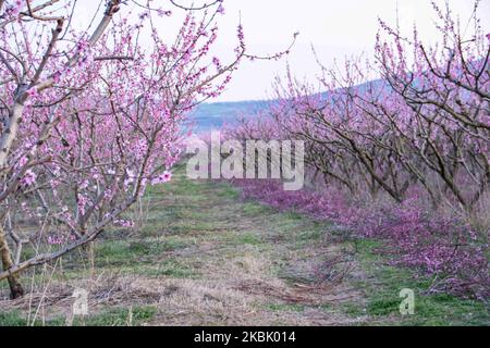 Peachtree orchards with blooming branches in the plain of Veria, Central Macedonia Greece, in springtime. The white, pink and purple petals of the blossoms of peach trees branches in the fields of Imathia region are a symbol of nature, spring and the area. Snow-covered Mount Olympus is in the background. March 13, 2020 (Photo by Nicolas Economou/NurPhoto) Stock Photo