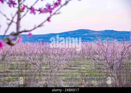 Peachtree orchards with blooming branches in the plain of Veria, Central Macedonia Greece, in springtime. The white, pink and purple petals of the blossoms of peach trees branches in the fields of Imathia region are a symbol of nature, spring and the area. Snow-covered Mount Olympus is in the background. March 13, 2020 (Photo by Nicolas Economou/NurPhoto) Stock Photo