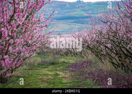 Peachtree orchards with blooming branches in the plain of Veria, Central Macedonia Greece, in springtime. The white, pink and purple petals of the blossoms of peach trees branches in the fields of Imathia region are a symbol of nature, spring and the area. Snow-covered Mount Olympus is in the background. March 13, 2020 (Photo by Nicolas Economou/NurPhoto) Stock Photo