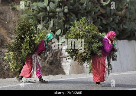 Women carrying large bundles of olive branches to an olive press as they walk along a along a road high in the Rif Mountains (Riff Mountains) near the town of Chefchaouen, Morocco, Africa on December 29, 2015. (Photo by Creative Touch Imaging Ltd./NurPhoto) Stock Photo