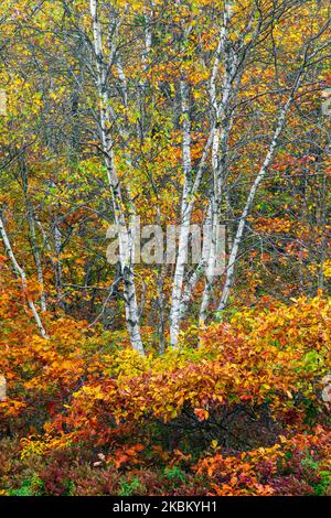 Gray Birch, Betula populifolia, and Bear (Scrub) Oak, Quercus ilicifolia, at The Nature Conservancy’s Long Pond Preserve, Pocono Mountains, Pennsylvan Stock Photo