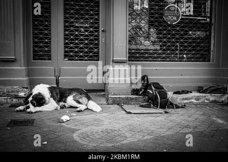 a homeless's dog waits for is master return in Bordeaux, France, on April 5, 2020 during the Coronavirus emergency. (Photo by Fabien Pallueau/NurPhoto) Stock Photo