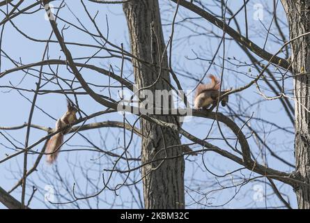 Squirrels play on the branches of a tree in park in Kyiv, Ukraine, April 6, 2020. Ukraine's Government has toughened the restrictive quarantine measures to prevent the spread of COVID-19 in Ukraine since 06, March. People are obliged to wear a mask or a respirator in all public places, meetings of a group of more than two people are banned, as well as visiting parks, public gardens, recreation areas, etc. Citizens must carry identification documents to check whether a person should be on self-isolation or in observation. (Photo by Sergii Kharchenko/NurPhoto) Stock Photo