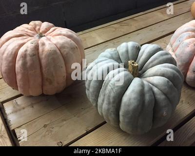 Pumpkins on display during the Autumn season in Toronto, Ontario, Canada on October 22, 2019. (Photo by Creative Touch Imaging Ltd./NurPhoto) Stock Photo