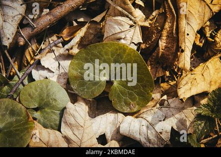 Forest plants in the autumn environment fall nth ch from the trees of dried leaves. Green plants grow in the park. Stock Photo