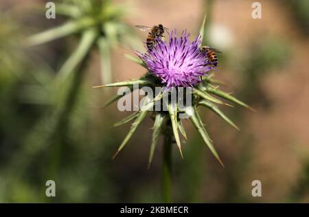 Two bees sits on wildflowers, in the town of Beit Lahiya, in the north of Gaza Strip, on April 15, 2020. (Photo by Majdi Fathi/NurPhoto) Stock Photo