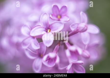 Common Lilac scientifically known as Syringa vulgaris blossoms of the bush blooming, a plant famous for its scent, as seen in Thessaloniki, Greece on April 15, 2020 during the Spring. Lilacs is a species of the flowering plant in the olive family Oleaceae, native in Greece and the Balkan Peninsula with pink, purple and violet colors of the flower petals. In Greece the common name is Pashalia that is translated as the Easter Flower. (Photo by Nicolas Economou/NurPhoto) Stock Photo