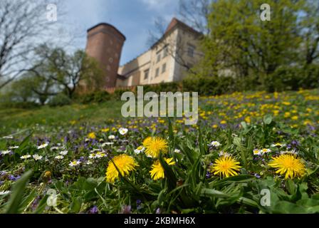 Wild flowers seen outside Wawel Castle in Krakow. On friday, March 17, 2020, in Krakow, Poland. (Photo by Artur Widak/NurPhoto) Stock Photo