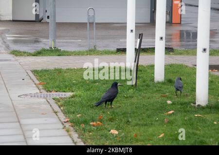 photo a black crow on a green lawn in the fall Stock Photo