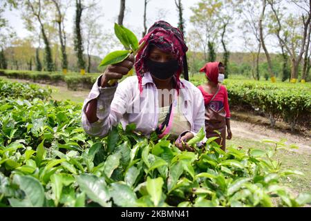 Tea plantation worker wearing mask as they picks leave during a nationwide lockdown in the wake of coronavirus pandemic at Nonoi tea estate in Nagaon district of Assam,India on April 21,2020. (Photo by Anuwar Hazarika/NurPhoto) Stock Photo