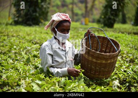 Tea plantation worker wearing mask as they picks leave during a nationwide lockdown in the wake of coronavirus pandemic at Nonoi tea estate in Nagaon district of Assam,India on April 21,2020. (Photo by Anuwar Hazarika/NurPhoto) Stock Photo