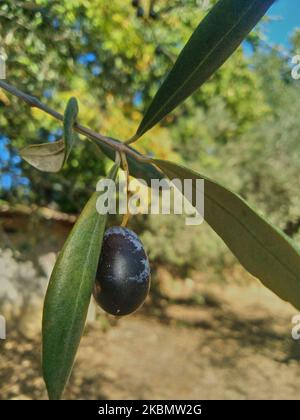 Single black olive with leaf on a branch, close-up and selective focus. Stock Photo