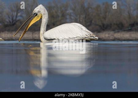 Pelicans birds as seen floating in the water in Kerkini lake in Serres region, Macedonia, Greece. The White Pelican bird is Dalmatian Pelican, Pelecanus Crispus of the Pelecanidae family known for the long beak, large throat pouch. Kerkini lake is an artificial water reservoir created in 1932, a very important location for birds around the world for migratory route flyway, one of the pemier birding sites in Greece and part of Ramsar Wetland, Convention on Wetlands of International Importance especially as Waterfowl Habitat treaty. April 2020 (Photo by Nicolas Economou/NurPhoto) Stock Photo