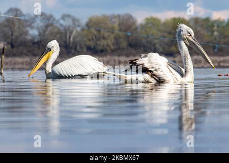 Pelicans birds as seen floating in the water in Kerkini lake in Serres region, Macedonia, Greece. The White Pelican bird is Dalmatian Pelican, Pelecanus Crispus of the Pelecanidae family known for the long beak, large throat pouch. Kerkini lake is an artificial water reservoir created in 1932, a very important location for birds around the world for migratory route flyway, one of the pemier birding sites in Greece and part of Ramsar Wetland, Convention on Wetlands of International Importance especially as Waterfowl Habitat treaty. April 2020 (Photo by Nicolas Economou/NurPhoto) Stock Photo