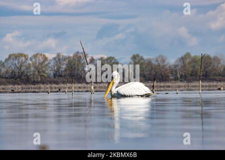 Pelicans birds as seen floating in the water in Kerkini lake in Serres region, Macedonia, Greece. The White Pelican bird is Dalmatian Pelican, Pelecanus Crispus of the Pelecanidae family known for the long beak, large throat pouch. Kerkini lake is an artificial water reservoir created in 1932, a very important location for birds around the world for migratory route flyway, one of the pemier birding sites in Greece and part of Ramsar Wetland, Convention on Wetlands of International Importance especially as Waterfowl Habitat treaty. April 2020 (Photo by Nicolas Economou/NurPhoto) Stock Photo